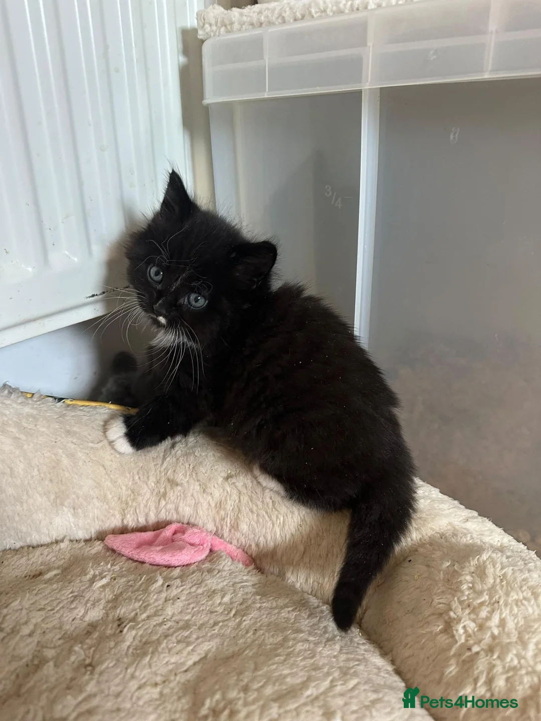 Scottish Fold cats for sale: Blue scottish fold/straight kittens - Advert 1