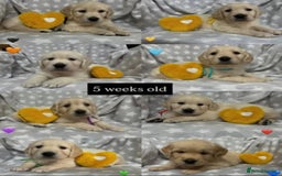 Golden Retriever dogs for sale: Fully health Tested Golden Retriever puppies - Image 9