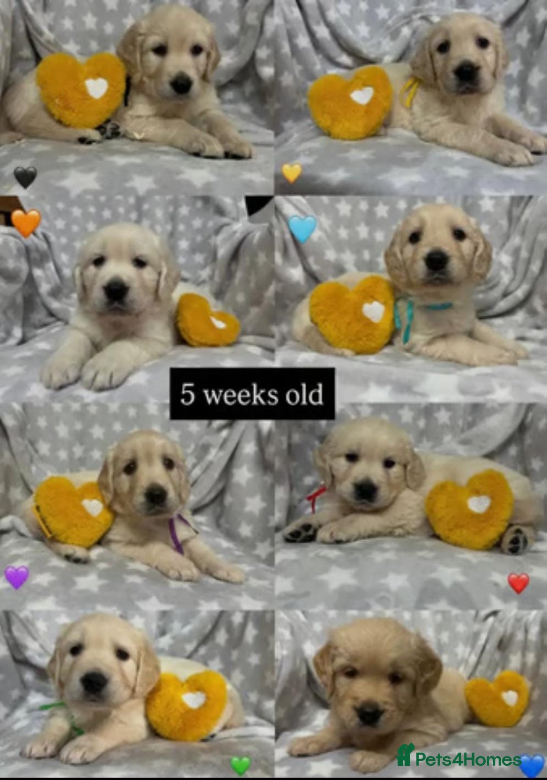 Golden Retriever dogs for sale: Fully health Tested Golden Retriever puppies - Image 9