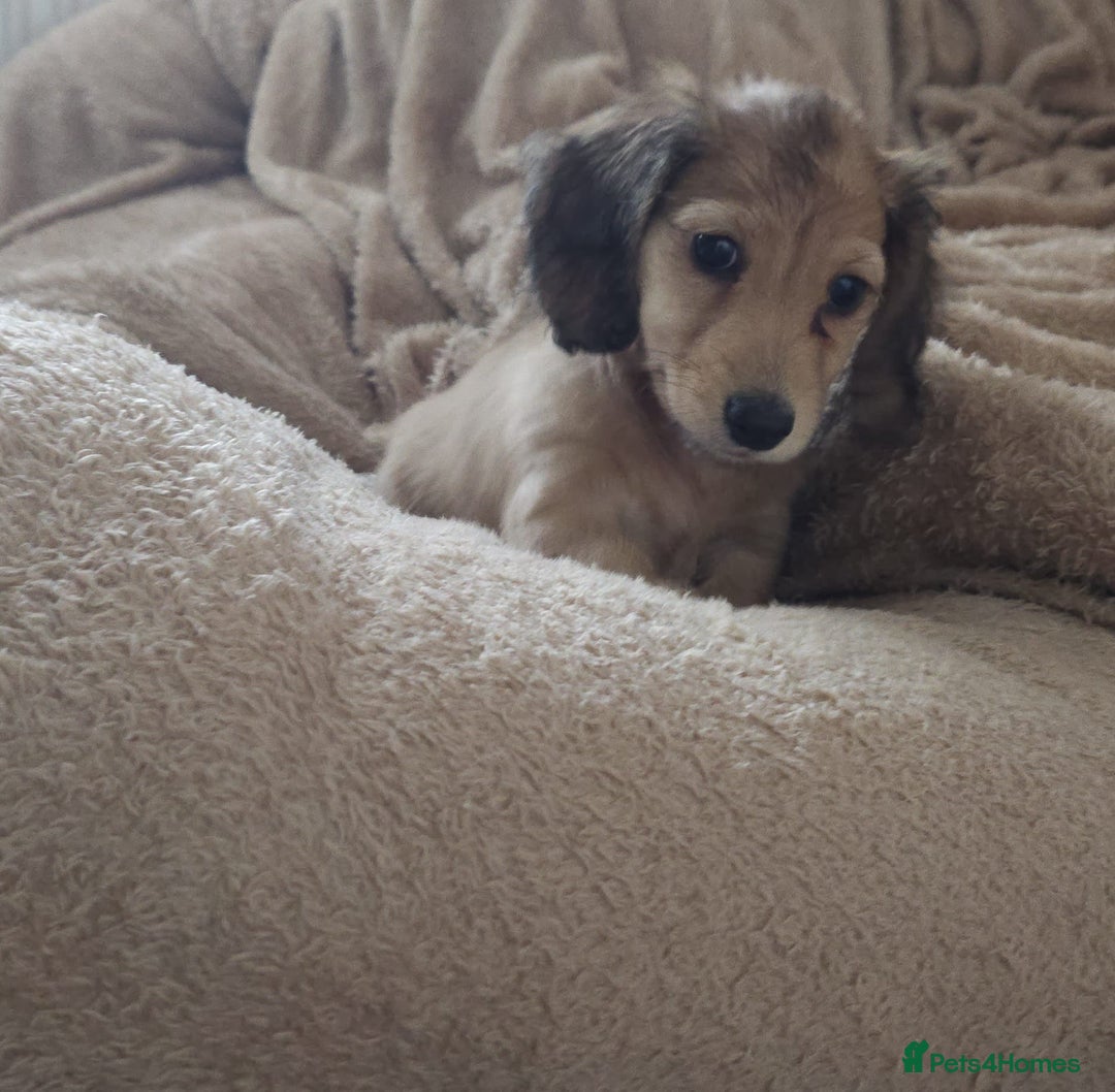 Dachshund dogs for sale: Miniature dachshunds - Image 39