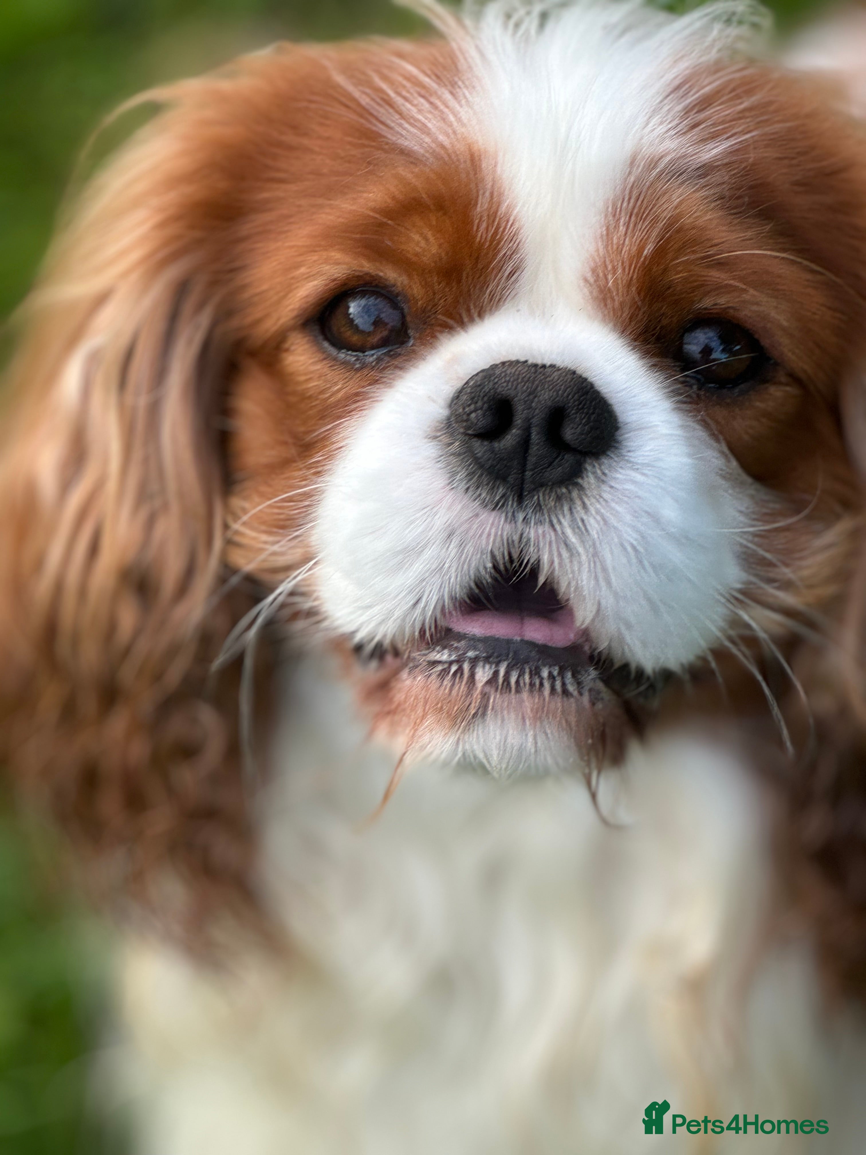 Cavalier King Charles Spaniel dogs KC Cavalier King Charles for stud - Advert 15