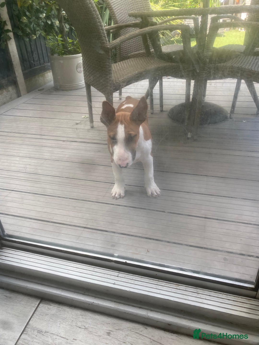 English Bull Terrier dogs for sale: 7 month old English bull terrier  - Image 4