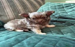 Chihuahua dogs for sale: Gorgeous Fluffy Chihuahua Puppy - Image 8