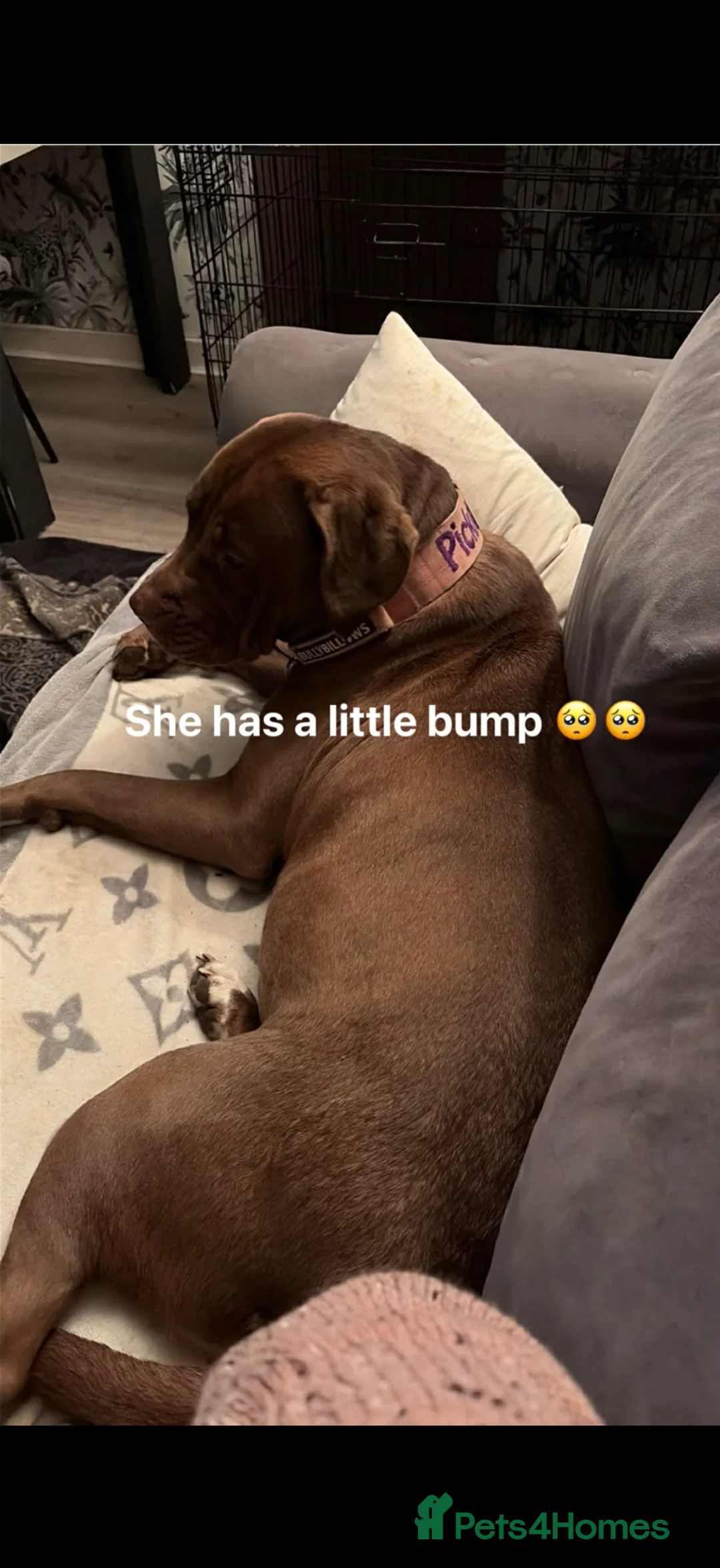 Mixed Breed dogs for sale: Litter of puppies DUE FIRST WEEK OF APRIL in Chelmsford - Advert 6