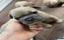 French Bulldog dogs for sale: Brindle & Fawn French Bulldog Puppies - Image 16