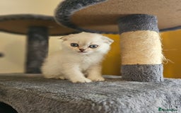 British Longhair cats for sale: snow white kittens - Image 16