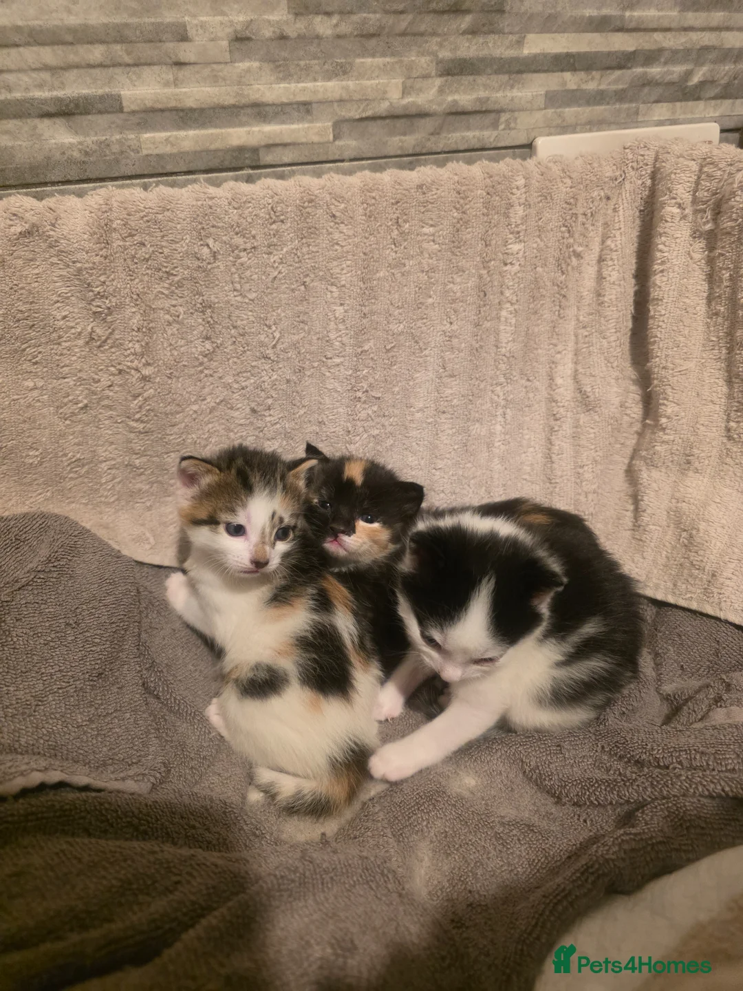 British Shorthair cats for sale: 2 beautiful kittens ready to go  - Advert 2