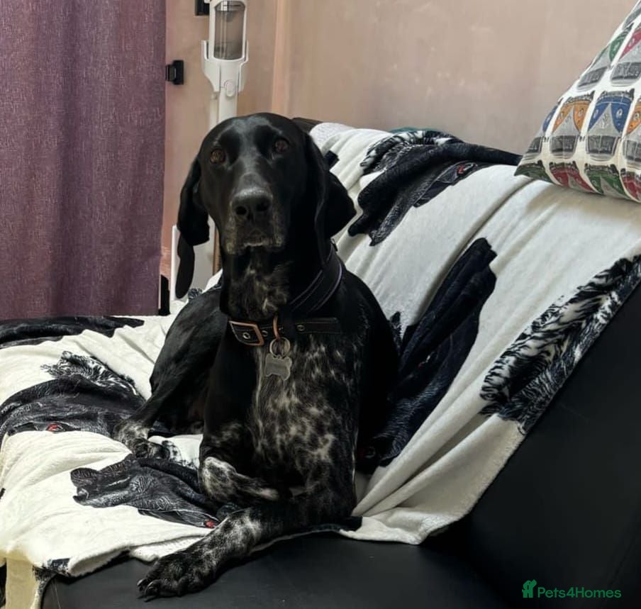 German Shorthaired Pointer dogs German shorthaired pointer puppies 5 weeks old - Advert 1