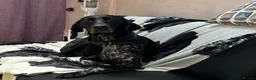 German Shorthaired Pointer dogs for sale: German shorthaired pointer puppies 5 weeks old in Swindon - Advert 1