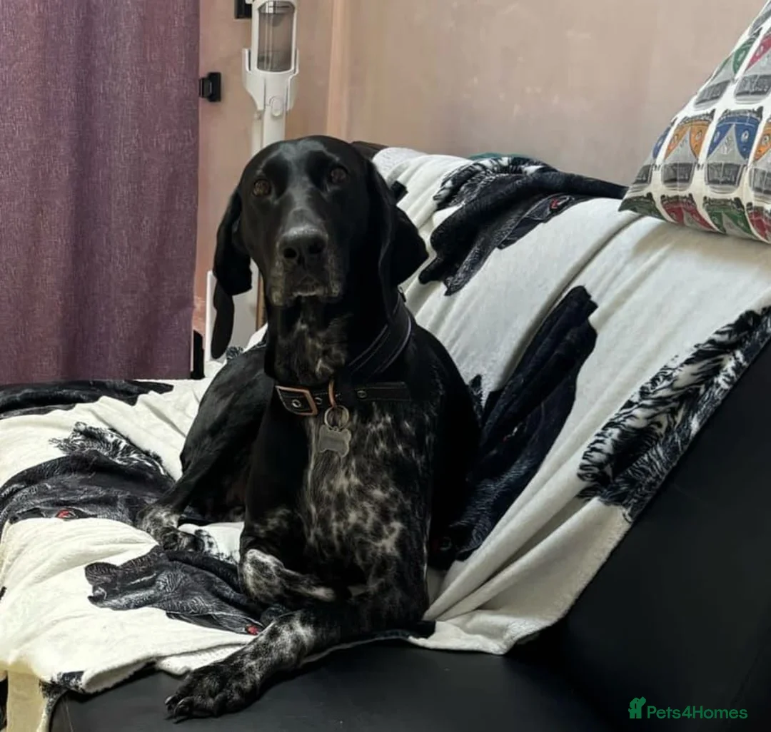 German Shorthaired Pointer dogs for sale: German shorthaired pointer puppies 5 weeks old in Swindon - Advert 1
