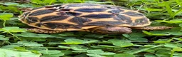 Tortoise reptiles for sale: Baby Indian star tortoise ready now UK captivebred - Advert 3