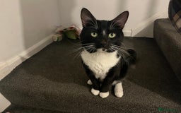 Mixed Breed cats for sale: Male, black and white, cat - Image 3