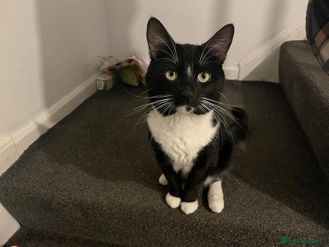 Mixed Breed cats for sale: Male, black and white, cat - Image 3