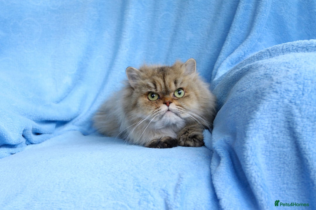 Persian cats for sale: Golden Persian female cat - Image 6