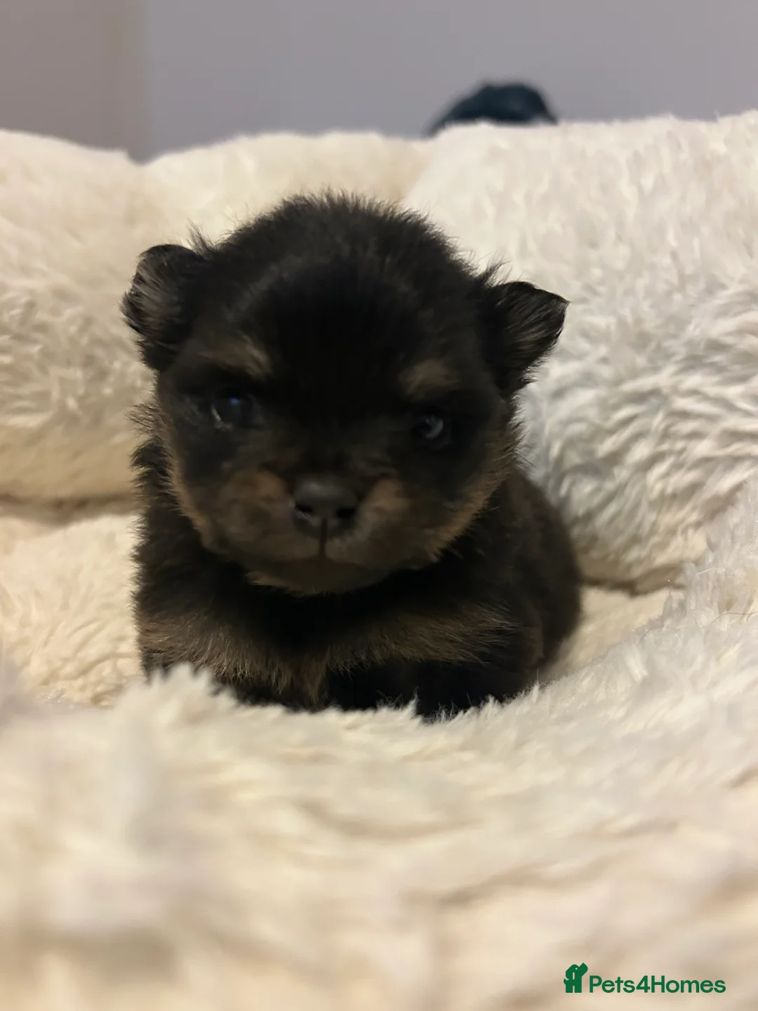 Pomeranian dogs for sale: Two little stunners - Advert 1