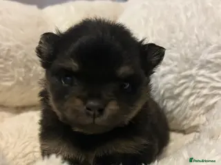 Pomeranian dogs Two little stunners - Advert 1