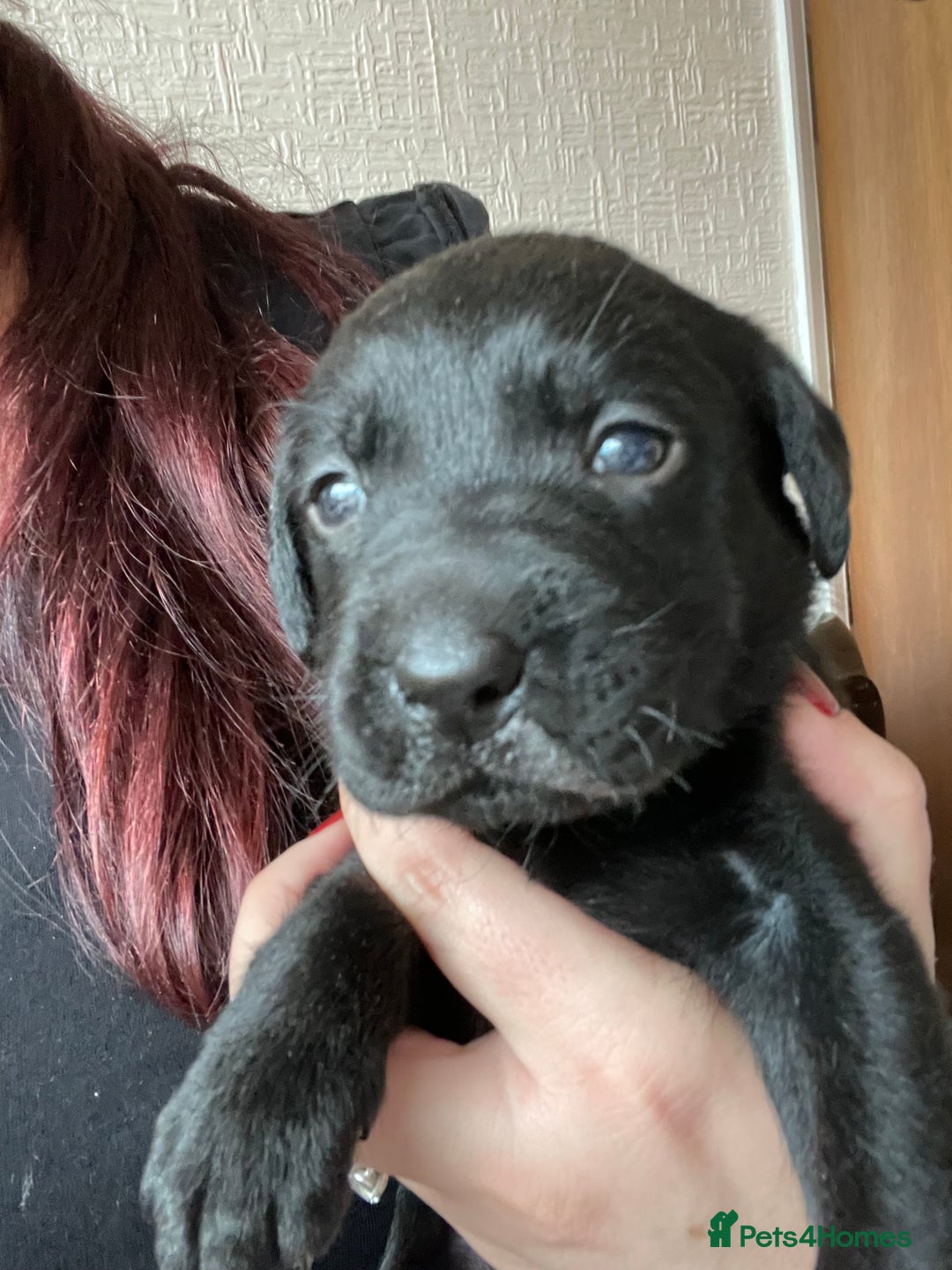 Labrador Retriever dogs for sale: Adorable Labrador puppies. 1 Male left !!! - Advert 2