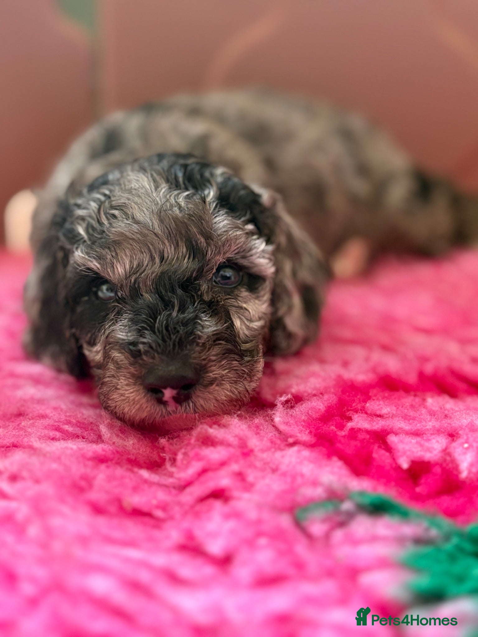 Cockapoo dogs Stunning F1B Cockapoos  - Advert 14