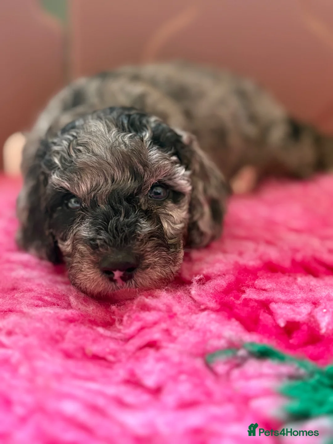 Cockapoo dogs for sale: Stunning F1B Cockapoos READY NOW!🐶  - Advert 1