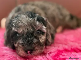 Cockapoo dogs Stunning F1B Cockapoos READY IN TWO WEEKS!!🐶 - Advert 5