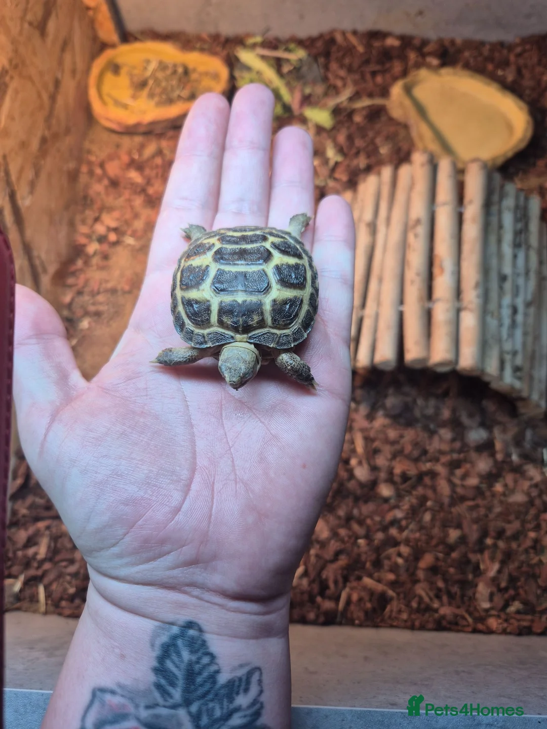 Tortoise reptiles for sale: Horsefield Tortoise in Stockton-on-Tees - Advert 1