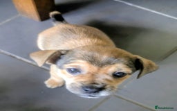 Mixed Breed dogs for sale: ShiChi x chihuahua frenchie pups - Image 10