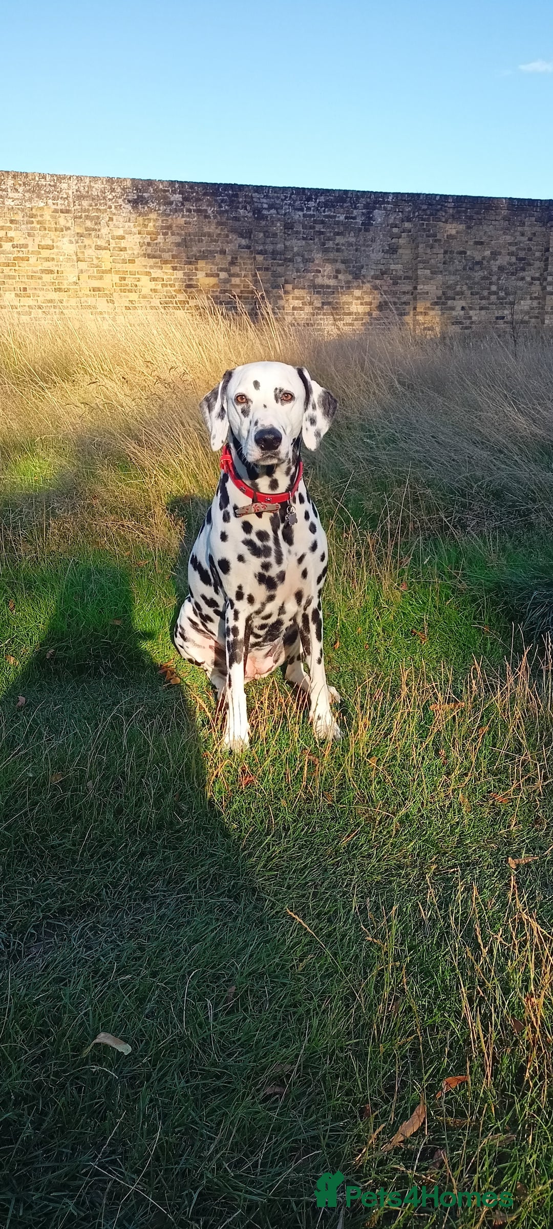 Dalmatian dogs for sale: Dalmatian puppies for sale - Advert 10