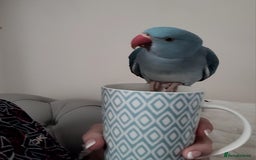 Ringnecks birds for sale: Gorgeous Ringneck - Advert 2