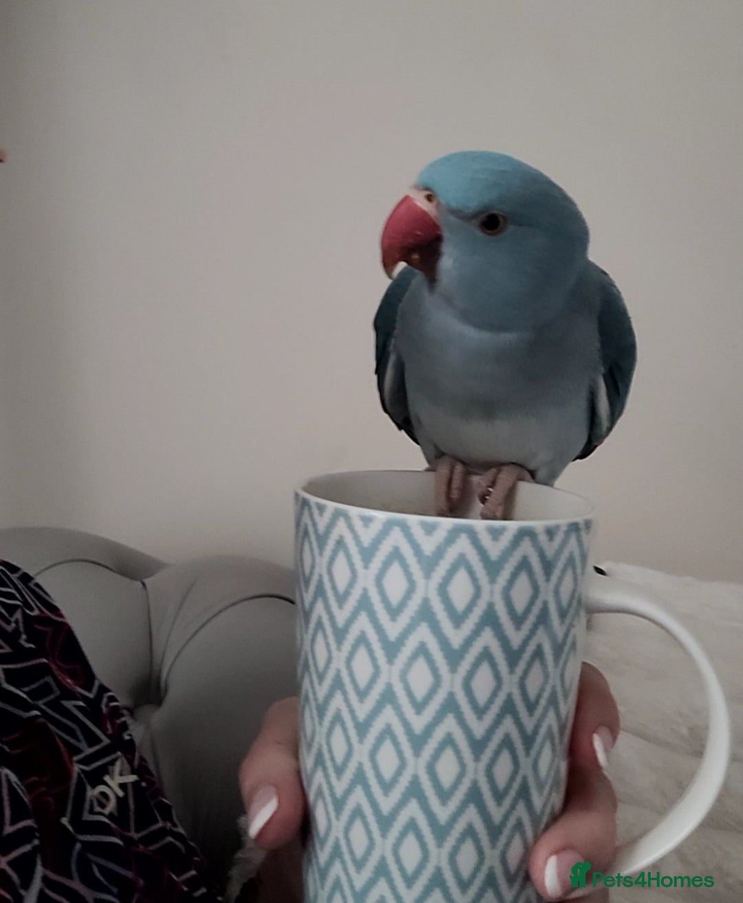 Ringnecks birds for sale: Gorgeous Ringneck - Advert 2