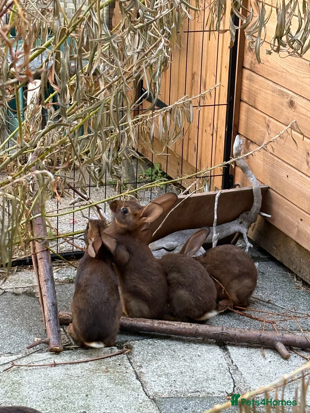Belgian Hares rabbits for sale: Baby Belgian Hares in Redcar - Advert 2
