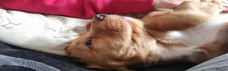 Cocker Spaniel dogs for sale: Cocker spaniel pups - Advert 6
