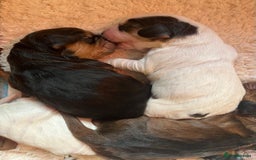 Cockapoo dogs for sale: F1B cockapoo puppies - Image 2