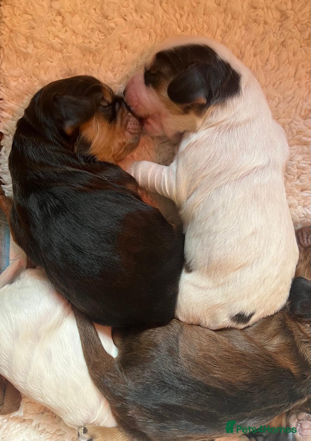 Cockapoo dogs for sale: F1B cockapoo puppies - Image 2