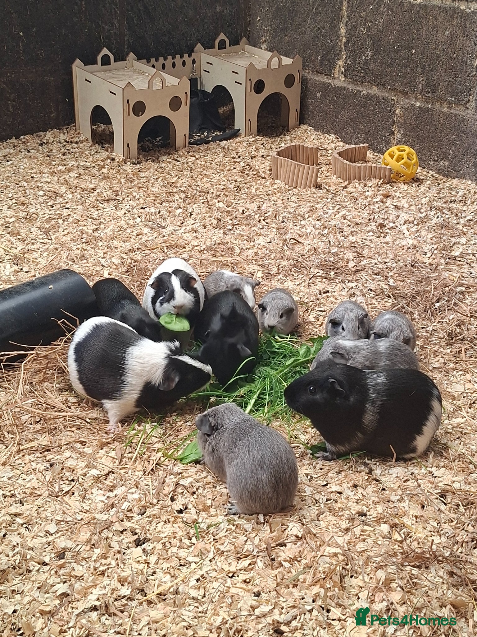 Guinea Pig rodents Stunning boars and sows ready now - Advert 3