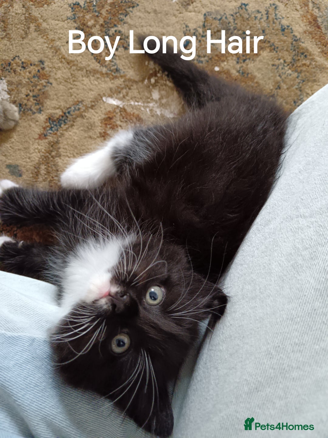 Mixed Breed cats for sale: Kittens Long Hair and Short Hair - Image 7
