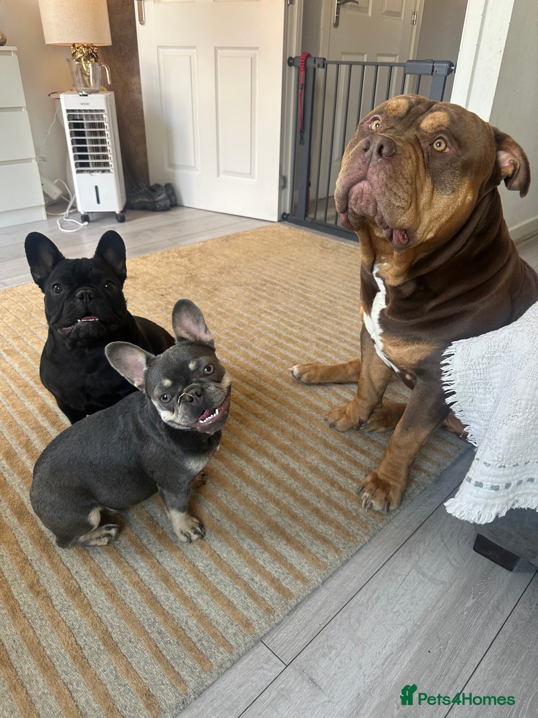 French Bulldog dogs for sale: Pixie  - Image 3