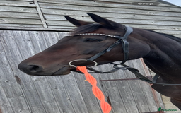 English Thoroughbred horses for sale: A big girl with huge heart to go far - Image 4