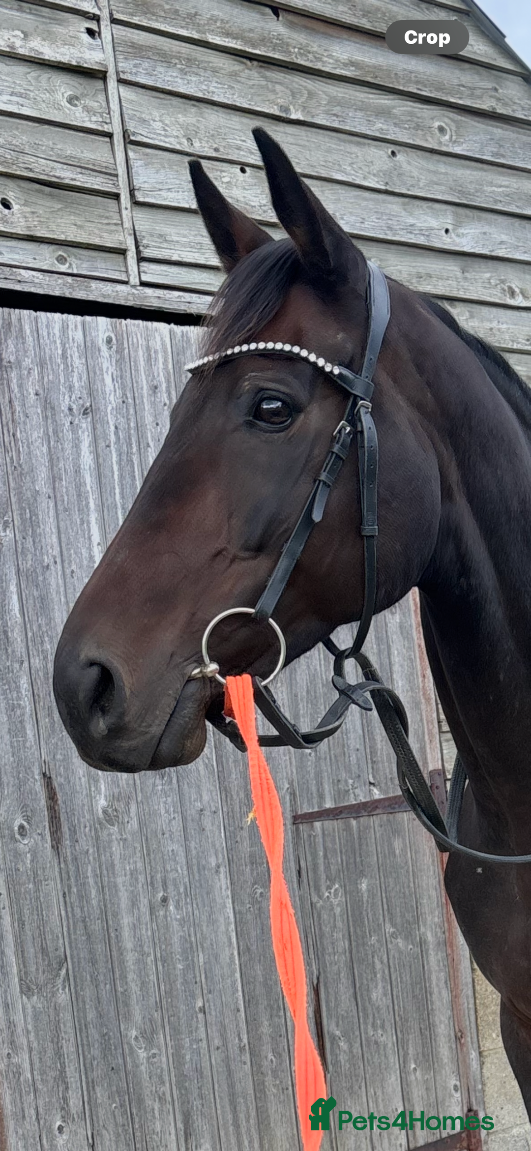 English Thoroughbred horses for sale: A big girl with huge heart to go far - Image 4