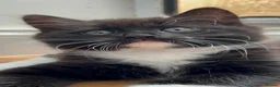 Domestic Shorthair cats for sale: Adorable Tuxedo Kittens Looking For New Homes - Advert 10