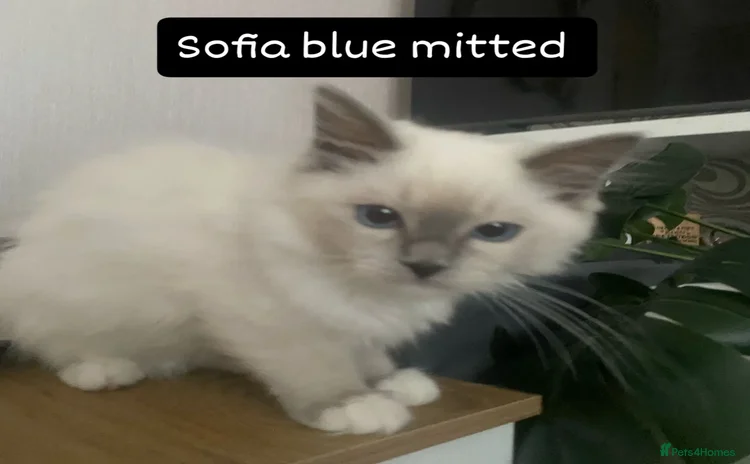 Ragdoll cats - Advert 11