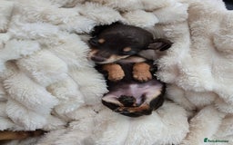 Miniature Dachshund dogs for sale: Miniature dachshunds  - Image 24