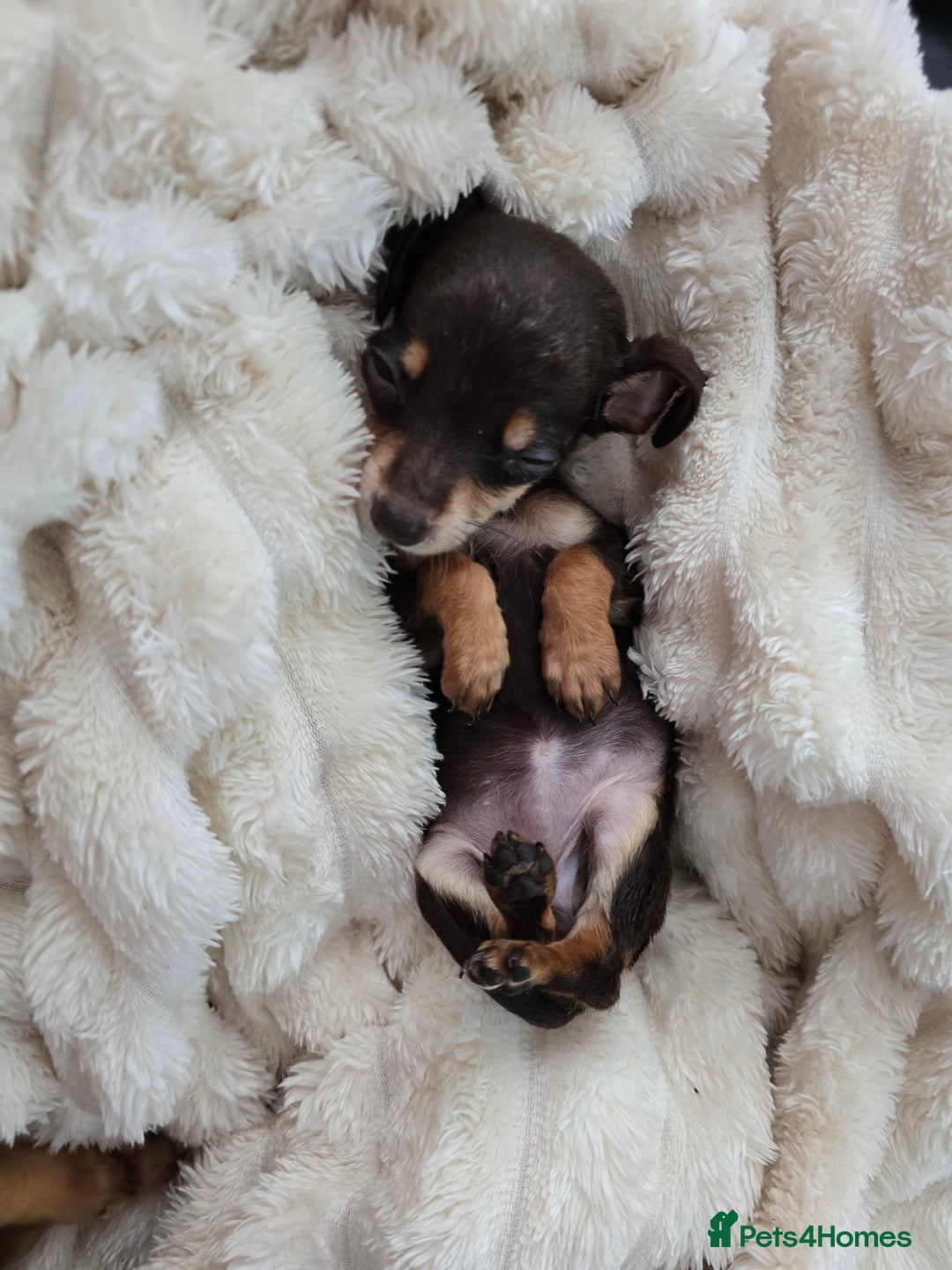 Miniature Dachshund dogs for sale: Miniature dachshunds  - Image 24