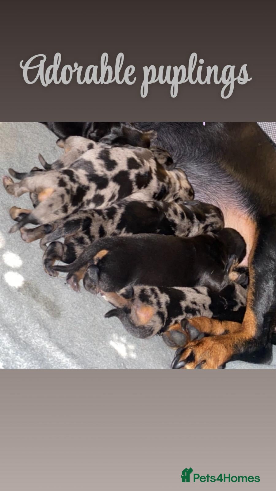 Dachshund dogs Ready to leave 24th litter of miniature daschunds  - Advert 5
