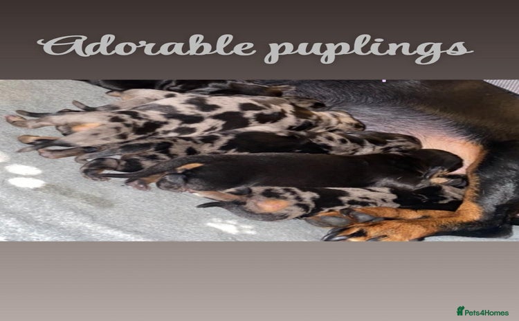 Dachshund dogs Beautiful litter of miniature daschunds  - Advert 1