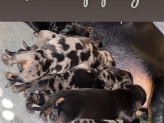 Dachshund dogs Beautiful litter of miniature daschunds - Advert 1