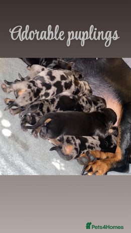 Dachshund dogs Beautiful litter of miniature daschunds - Advert 1