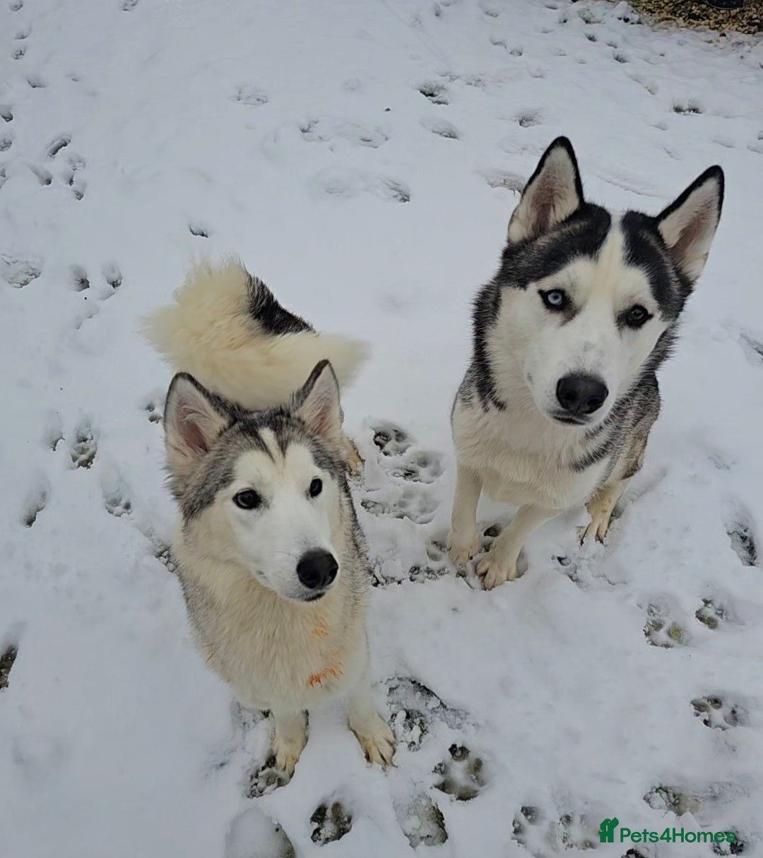 Siberian Husky dogs for sale: Husky girl looking for forever home - Advert 3
