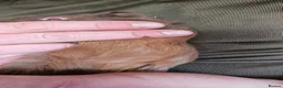 Guinea Pig rodents for sale: baby boy guinea pigs READY NOW - Advert 8