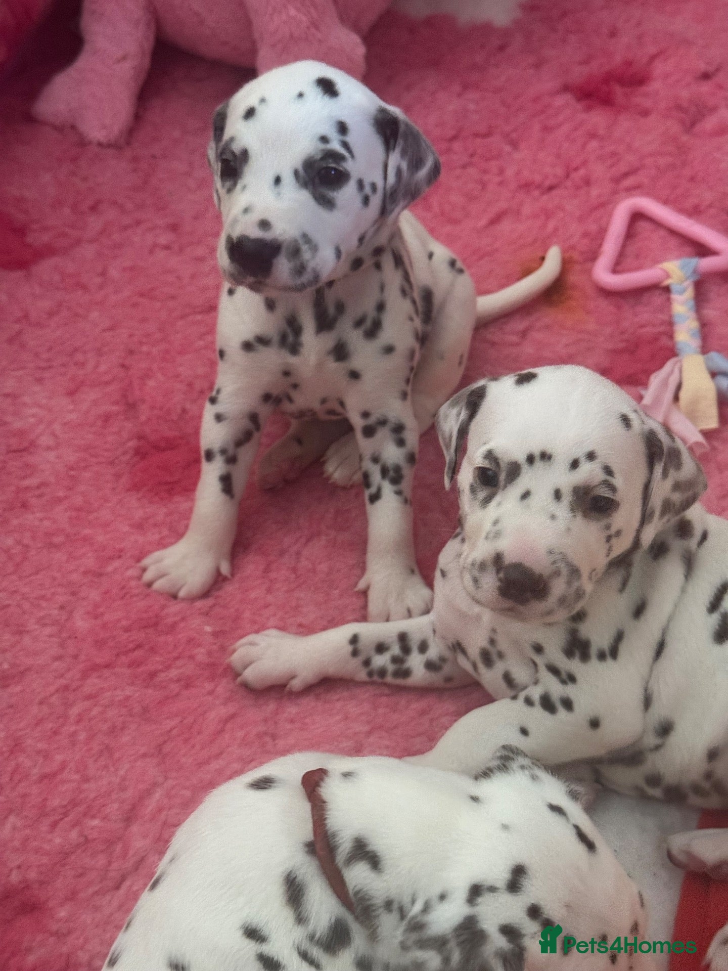 Dalmatian dogs Eagerly Awaited Litter Now Here 💫 - Advert 12
