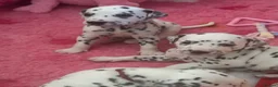Dalmatian dogs for sale: Eagerly Awaited Litter Now Here 💫 - Advert 5